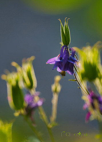 Beauty of Nature - I - God gives such beauty to everything that grows in the fields.