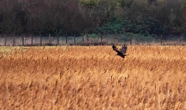 Marsh harrier