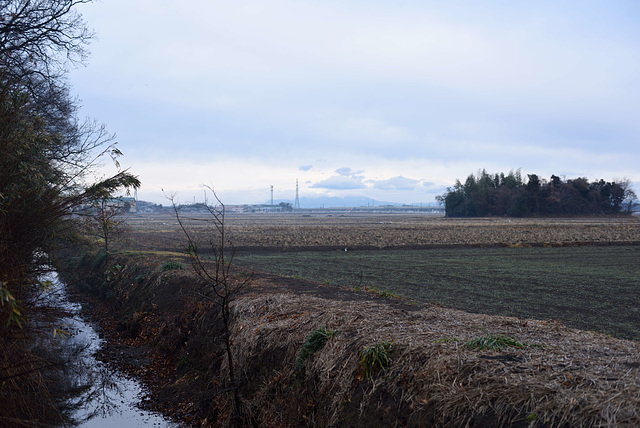 Paddy fields in winter