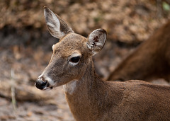 White-Tailed Deer at the Tallahassee Museum