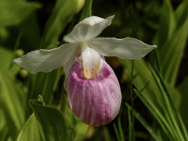 Pink or Showy lady's-slipper / Cypripedium reginae