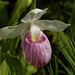 Pink or Showy lady's-slipper / Cypripedium reginae