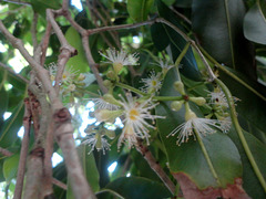 DSC01359 - jambolão Syzygium cumini, Myrtaceae