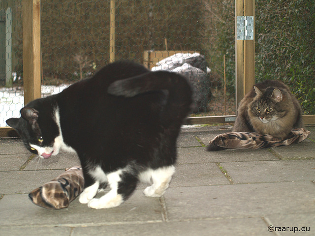 Yum-yum! Catnip.