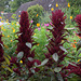 Spreewald Garten-Fuchsschwanz (Amaranthus caudatus) in einem Garten in Lehde
