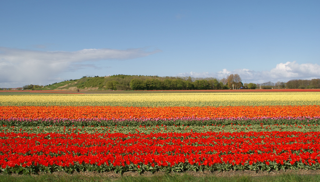 Bollenstreek 2