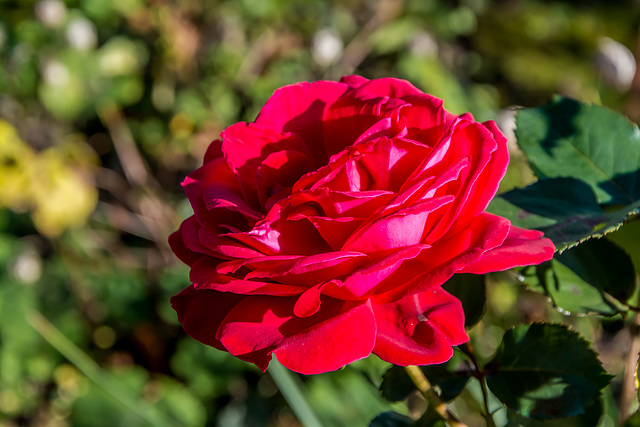 The last rose in the garden this year