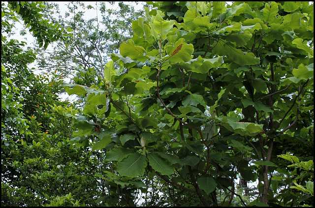 Magnolia macrophylla (3)