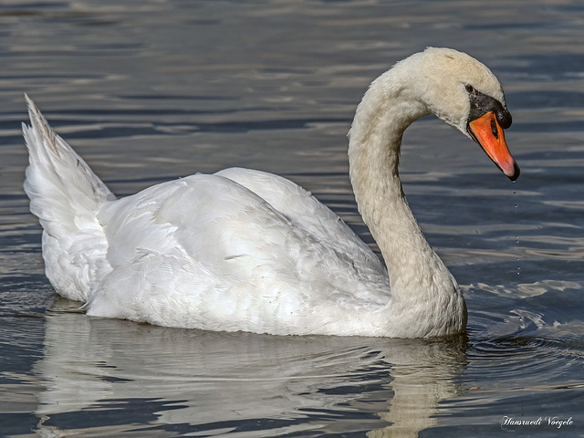 Höcker Schwan