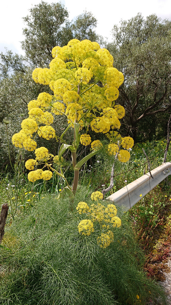 Wilder Fenchel - sauvage fenouil - wild fennel