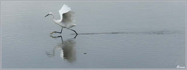 Aigrette  Garzette