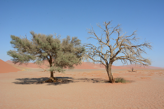 Namibia, Rare Trees in the Desert of Namib