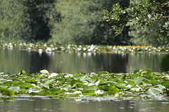 Lilly Pond