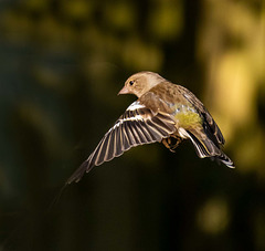 Chaffinch in flight