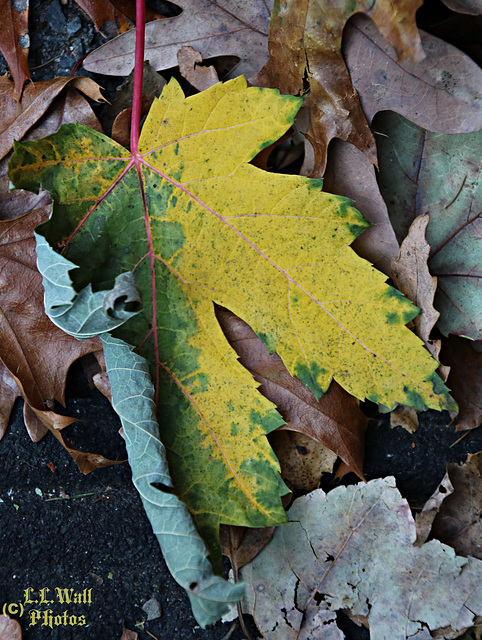 Silver Maple in Yellow and Green