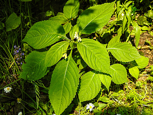 20210611 0818CPw [D~LIP] Kleinblütiges Springkraut (Impatiens parviflora), Bad Salzuflen