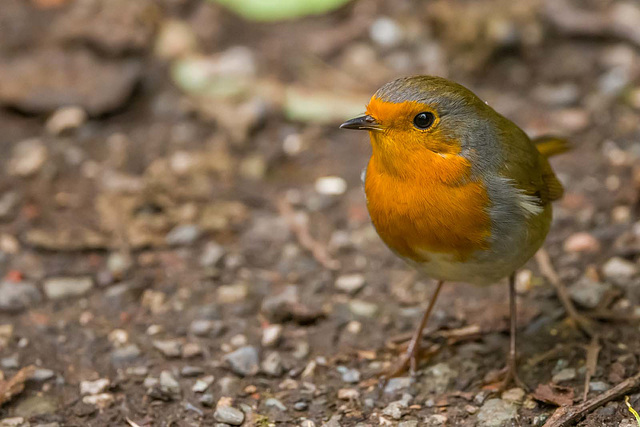 Robin
