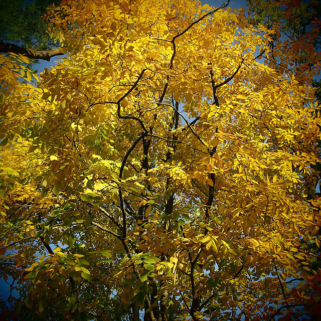 Herbstlaubbaum