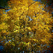 Herbstlaubbaum