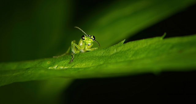 Die Grüne Blattwespe (Rhogogaster viridis) war richtig neugierig :))  The green sawfly (Rhogogaster viridis) was really curious :))  La tenthrède verte (Rhogogaster viridis) était vraiment curieuse :)