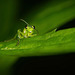 Die Grüne Blattwespe (Rhogogaster viridis) war richtig neugierig :))  The green sawfly (Rhogogaster viridis) was really curious :))  La tenthrède verte (Rhogogaster viridis) était vraiment curieuse :))