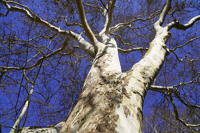Ein uralter Baumriese - An ancient tree giant