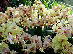 Phalaenopsis