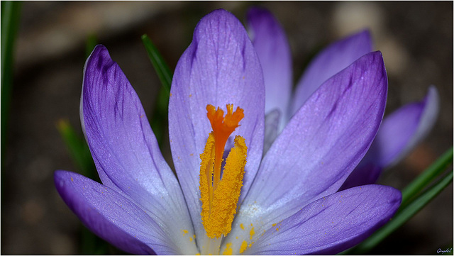 Crocus 2016