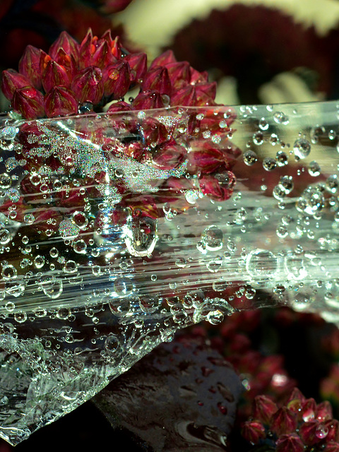 Rain Soaked Cellophane Wrapping. Garden Centre