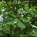 Magnolia macrophylla (4)