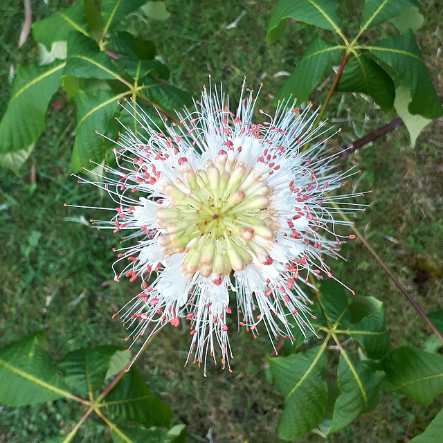 Bottlebrush buckeye