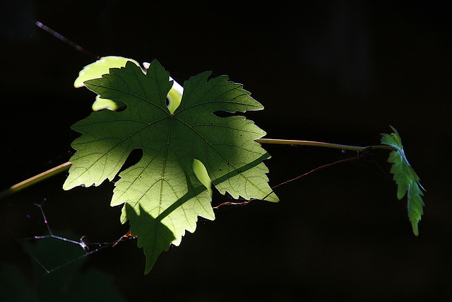 Feuille de vigne mise en lumière ..  .