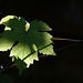 Feuille de vigne mise en lumière ..  .