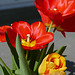 Tulpen