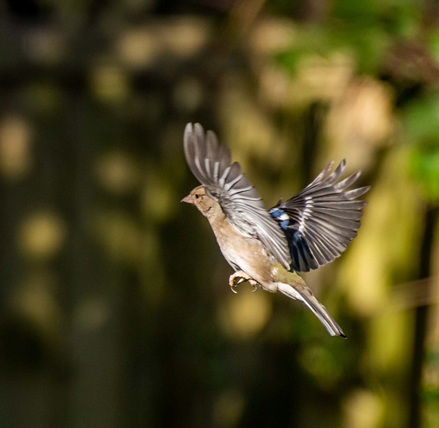 Chaffinch in flight