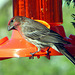 Our resident House Finch feeding on orange.