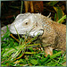 Green iguana. ©UdoSm
