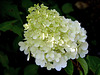 Hydrangea Polar Bear.