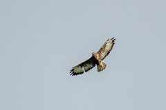 Buzzard