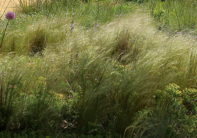 Stipa tenuifolia (2)