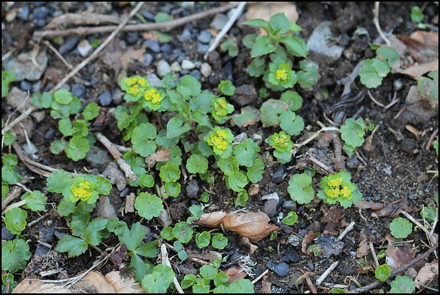 Chrysosplenium alternifolium (2)