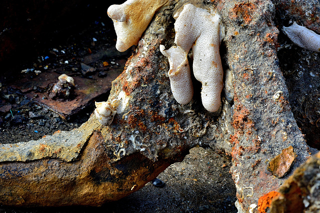 Detail on the Anchor. Coral or Sponge?