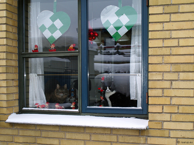 Milly & Snow White waiting for Santa (2010).