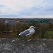 Eine Möwe in Tallinn