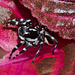 Spider IMG_6801