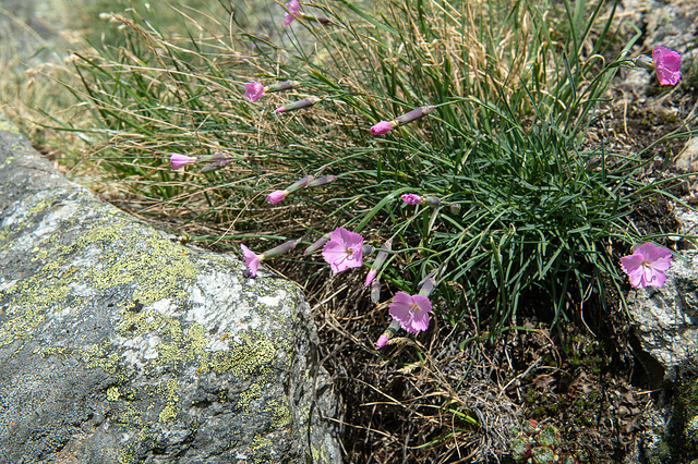 Dianthus silvestris