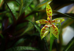 Phalaenopsis lamelligera