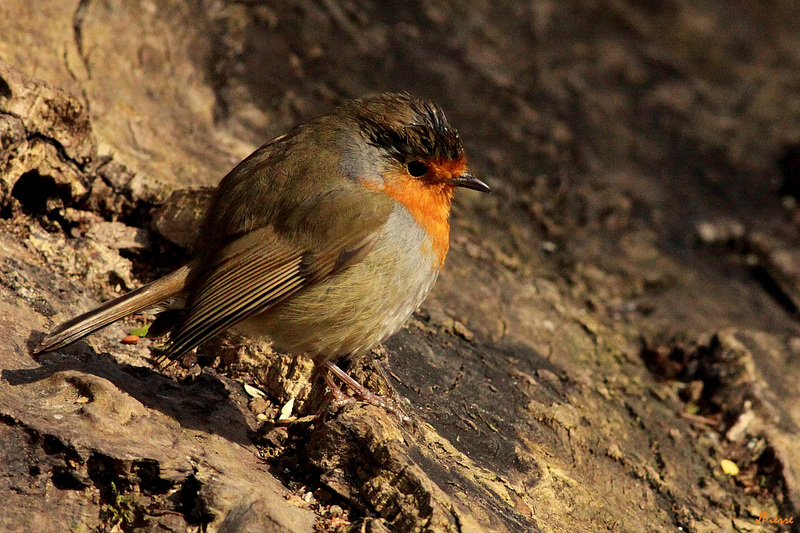 Rouge Gorge