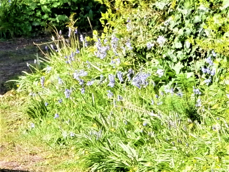 The bluebells are stretching out into the drive