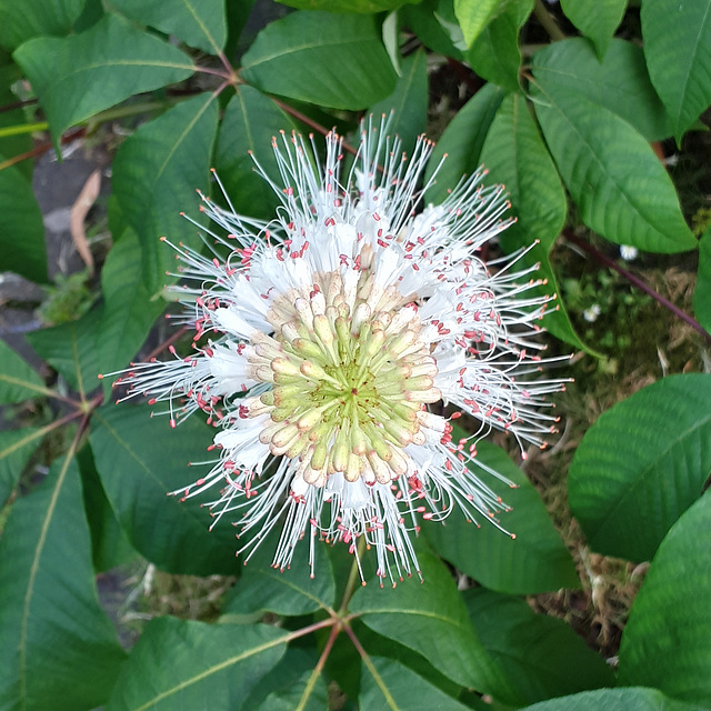 Bottlebrush buckeye